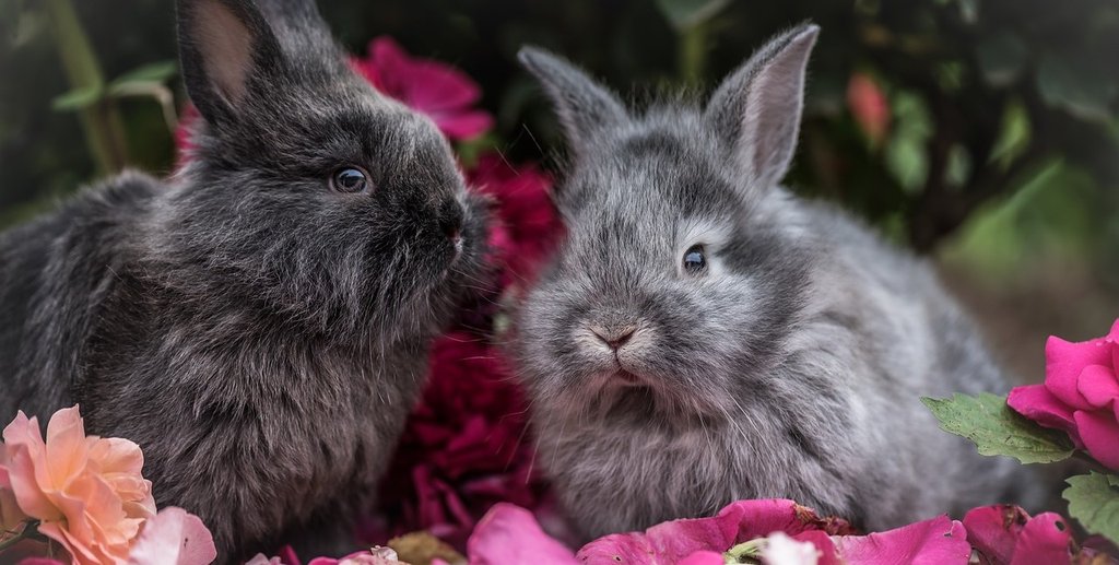 Kaninchenversicherung Tierversicherungen